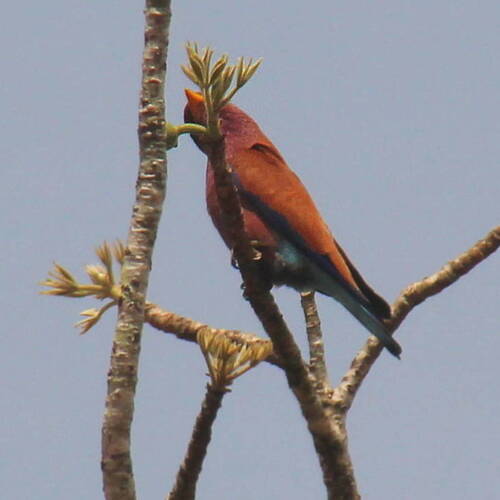 Broad-billed Roller