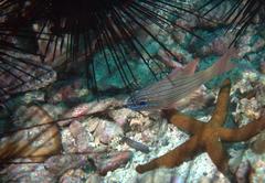 Ostorhinchus multilineatus