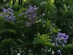 Jacaranda