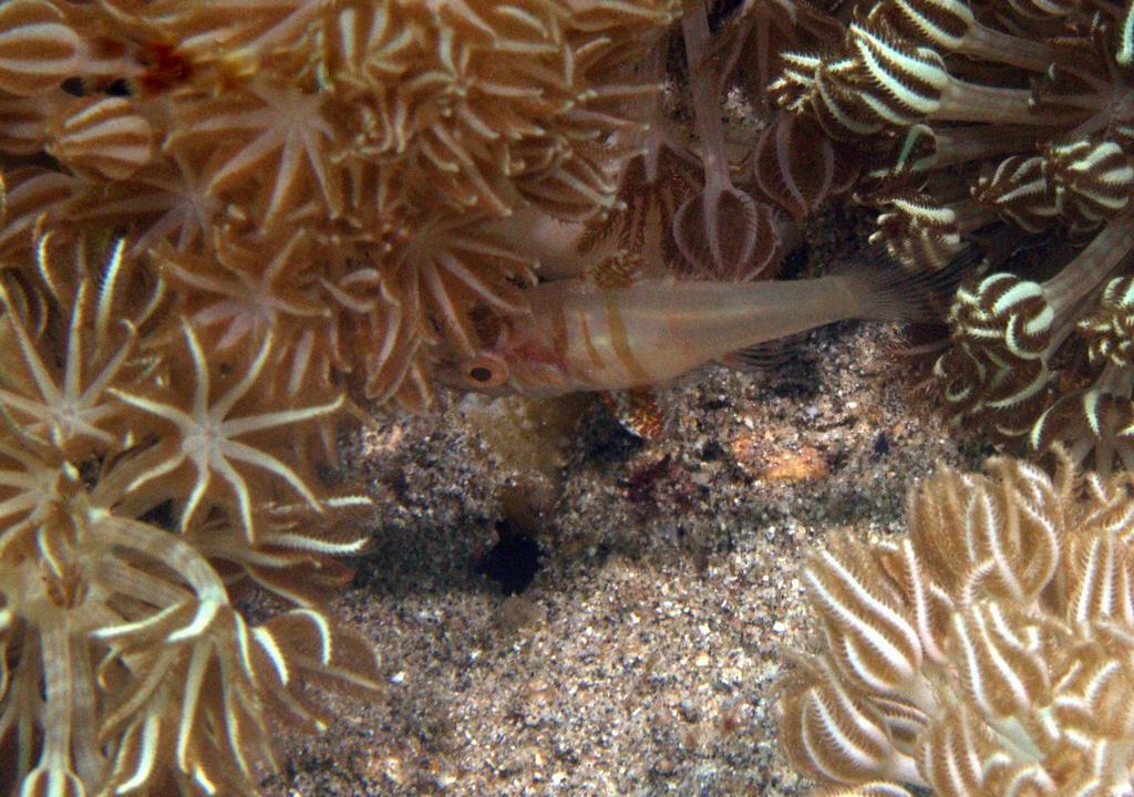 Hyaline Cardinalfish