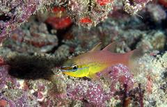 Ostorhinchus apogonoides