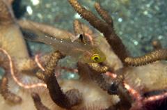 Ostorhinchus hoevenii