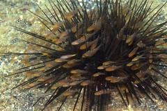 Ostorhinchus hoevenii