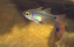 Zoramia viridiventer