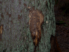 Dendrocopos leucotos