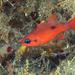 Flamefish - Photo (c) craigjhowe, some rights reserved (CC BY-NC-ND)