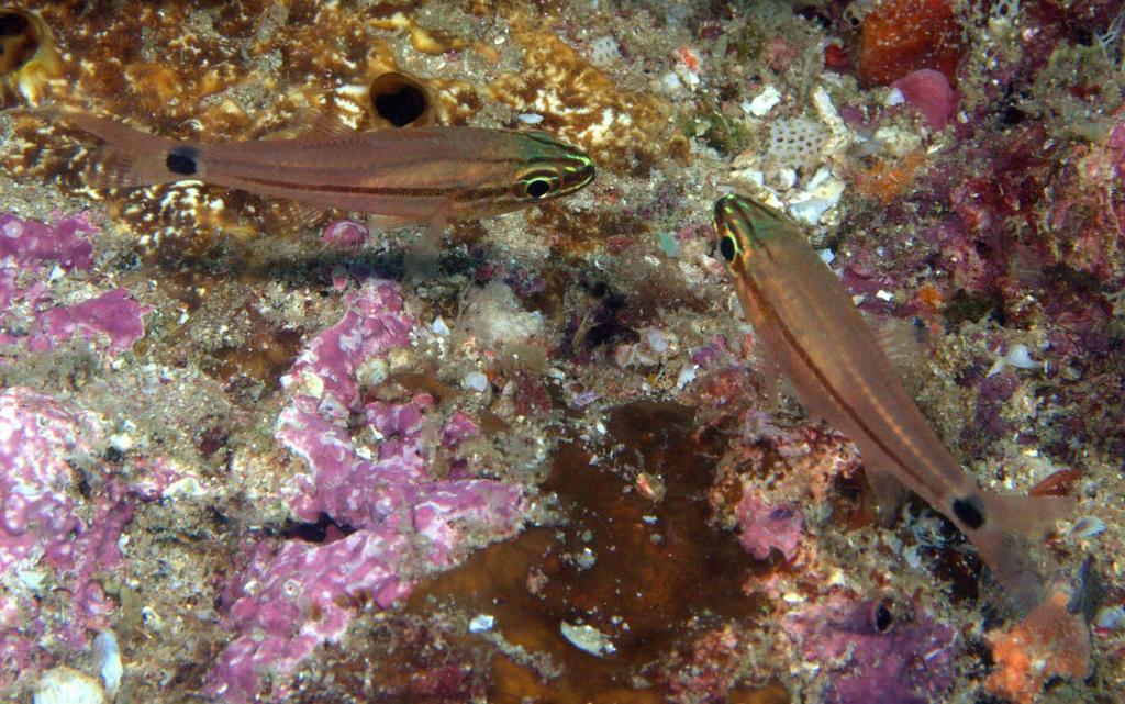 Faintbanded Cardinalfish