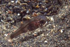 Apogonichthyoides melas