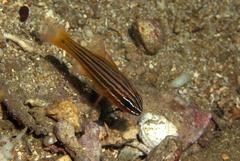 Ostorhinchus multilineatus