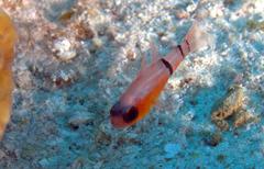 Apogon townsendi