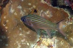 Cheilodipterus alleni