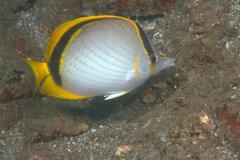 Chaetodon selene