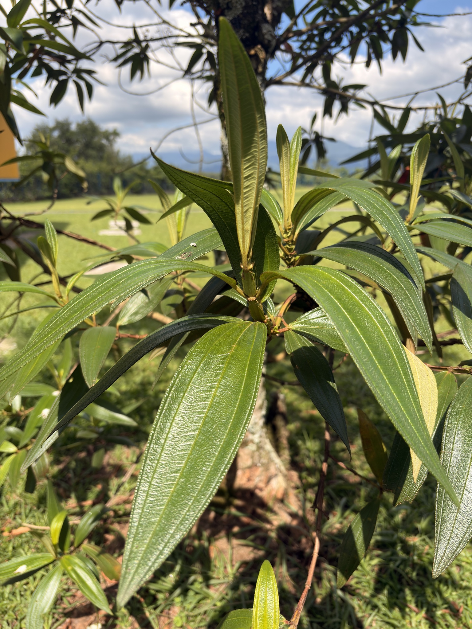 Pleroma granulosum