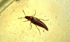 Lordithon trinotatus