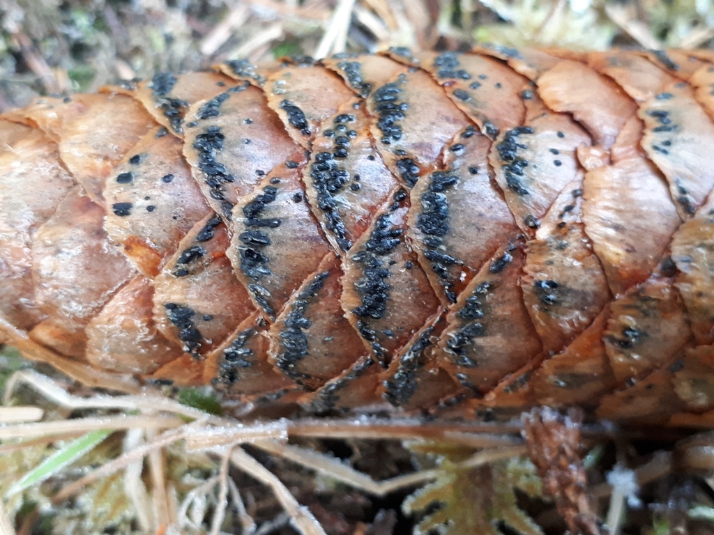 Phragmotrichum chailletii