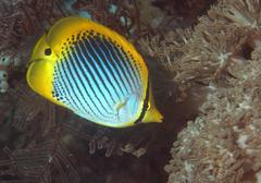 Chaetodon ocellicaudus