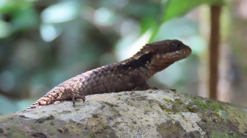 Tropical Girdled Lizard, Cordylus tropidosternum