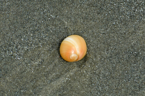 Polinices hepaticus observed 2025-11-01