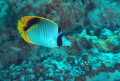 Chaetodon oxycephalus