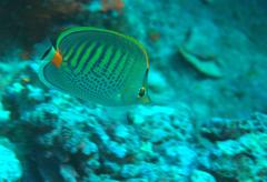 Chaetodon punctatofasciatus