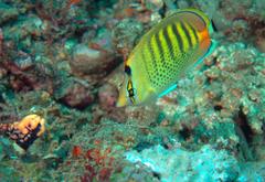 Chaetodon punctatofasciatus