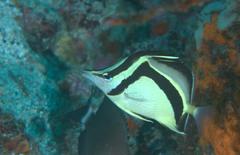 Prognathodes