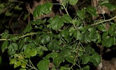 Heteromorpha arborescens