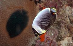 Chaetodon reticulatus