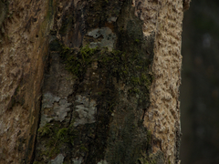 Dendrocopos leucotos