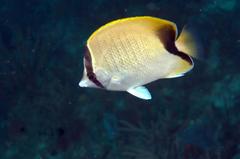 Chaetodon sedentarius