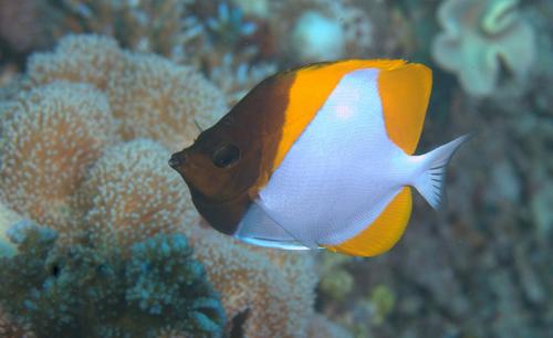 Pyramid Butterflyfish