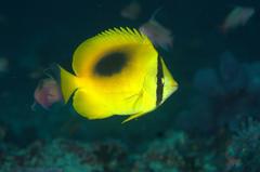 Chaetodon speculum