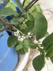 Citrus × aurantiifolia