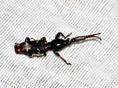 Orfilaia vulsellata