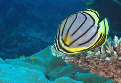Chaetodon meyeri