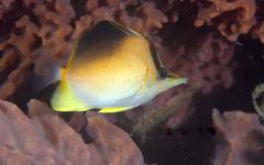 Prognathodes aculeatus