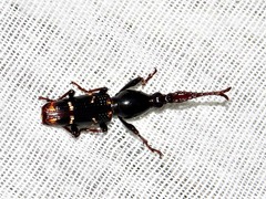 Orfilaia vulsellata