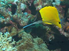 Forcipiger longirostris