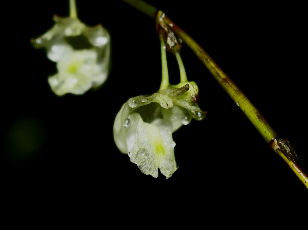 Dendrobium litorale Schltr. 2