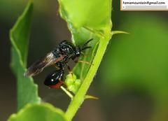 Eucharitidae