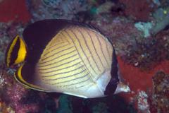 Chaetodon decussatus