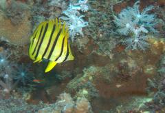 Chaetodon octofasciatus