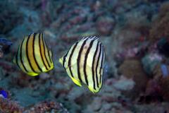Chaetodon octofasciatus