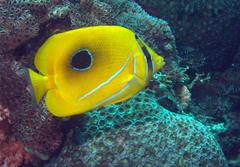 Chaetodon bennetti