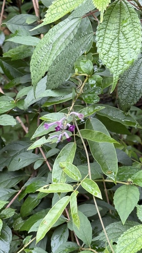 Lindley's Butterflybush