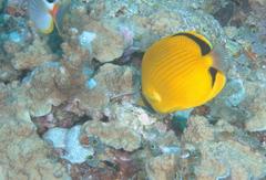 Chaetodon semeion