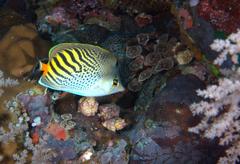 Chaetodon pelewensis