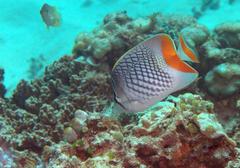 Chaetodon xanthurus