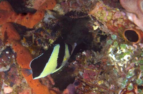 Chaetodon burgessi observed 2016-08-09