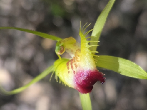 Funnel-Web Spider Orchid (Caladenia infundibularis)